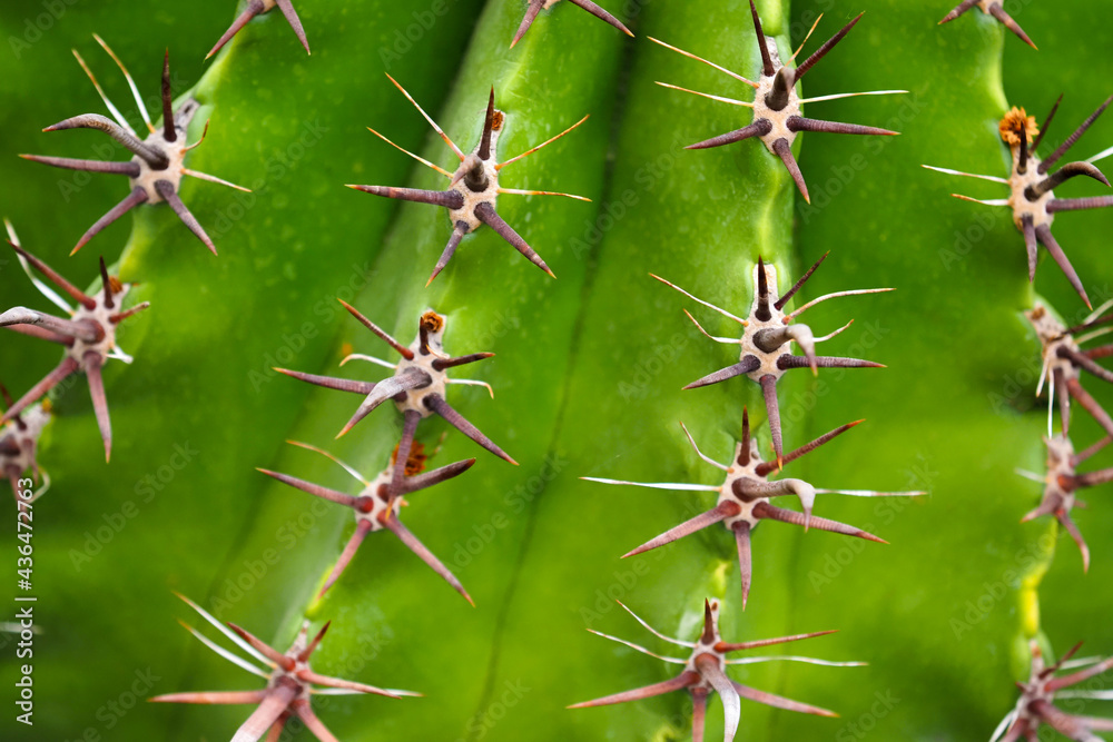 Thorn cactus texture, nature background, close-up Thorn cactus texture, nature background, close-up