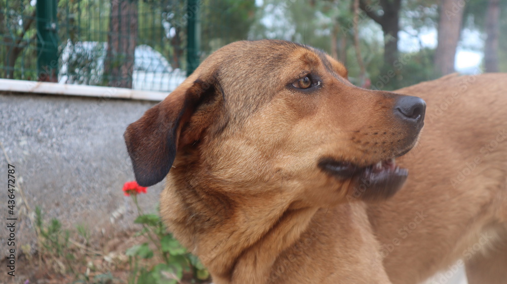 Brown colored street dog posing to the camera. Homeless stray dog is laying down and resting at urban road. Brown colored street dog posing to the camera. Homeless stray dog is laying down and resting at urban road.