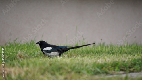 Sroka zwyczajna, sroka, sroka pospolita Pica pica – gatunek średniej wielkości ptaka z rodziny krukowatych (Corvidae), zamieszkujący Eurazję photo