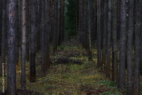 path in the woods