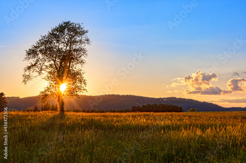 field with tree in sundown
