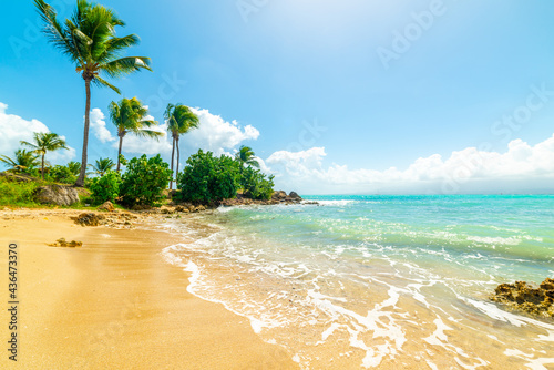 Palm trees in beautiful Bas du Fort shore in Guadeloupe photo