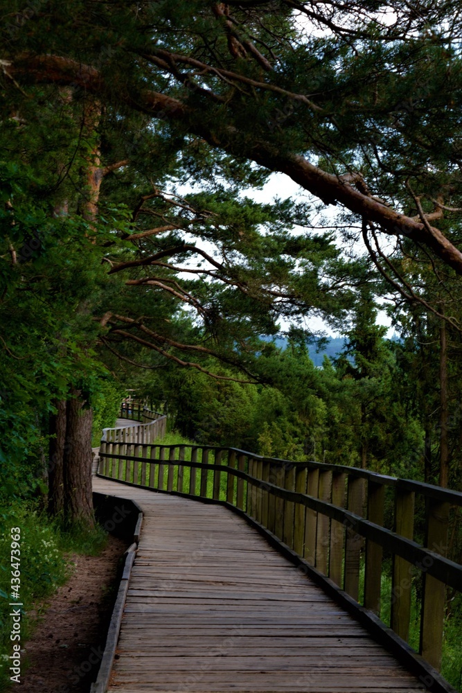 Fototapeta premium path in the forest