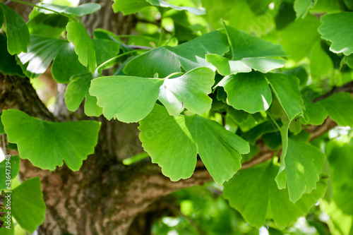 Ginkgo biloba green leaves on a tree. Ginkgo Biloba Tree Leaves