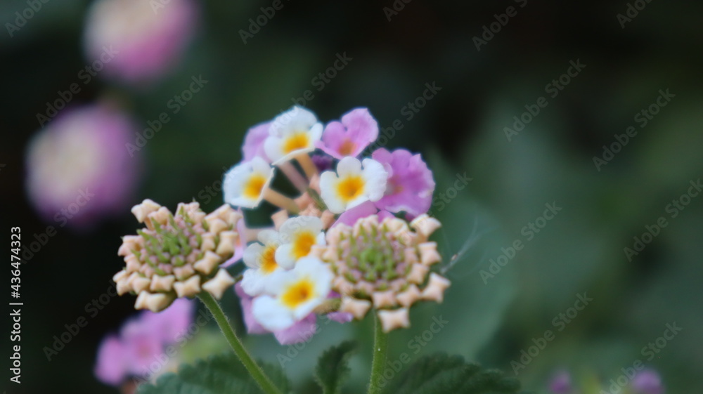 Colorful West Indian Lantana flower at the botanical garden. Lantana Camara bloom in the garden on natural green background in Turkey Colorful West Indian Lantana flower at the botanical garden. Lantana Camara bloom in the garden on natural green background in Turkey