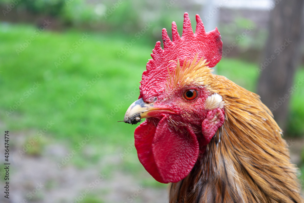 Rooster head close-up. An adult rooster has a red comb. Poultry head in profile.