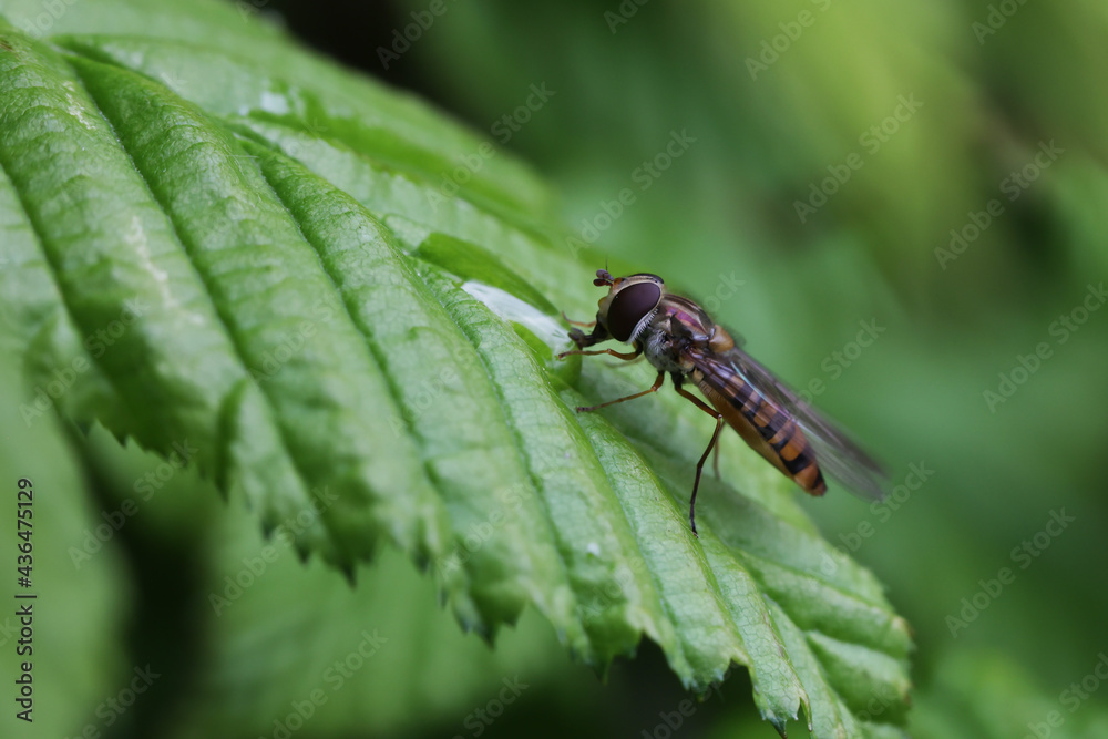 Little hoverfly resting on the leaves of a bush Little hoverfly resting on the leaves of a bush