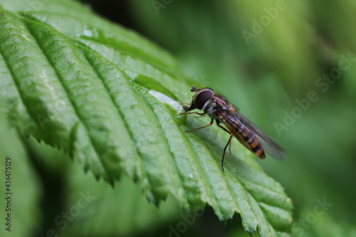 Little hoverfly resting on the leaves of a bush