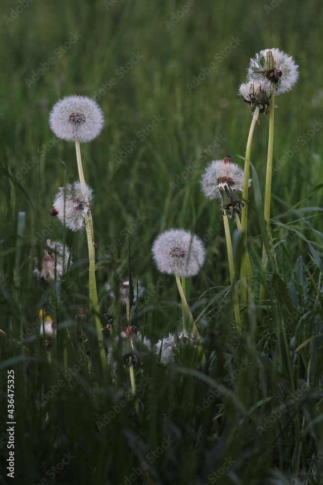 dandelions in a field dandelions in a field