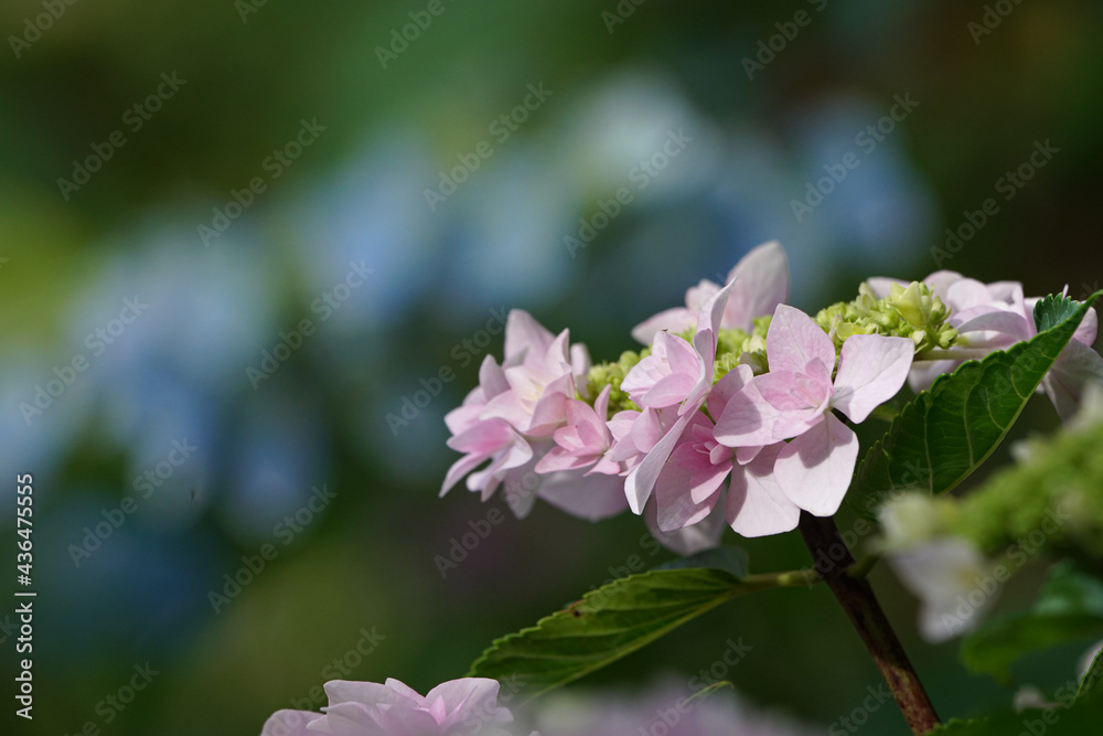 紫陽花
紫陽花