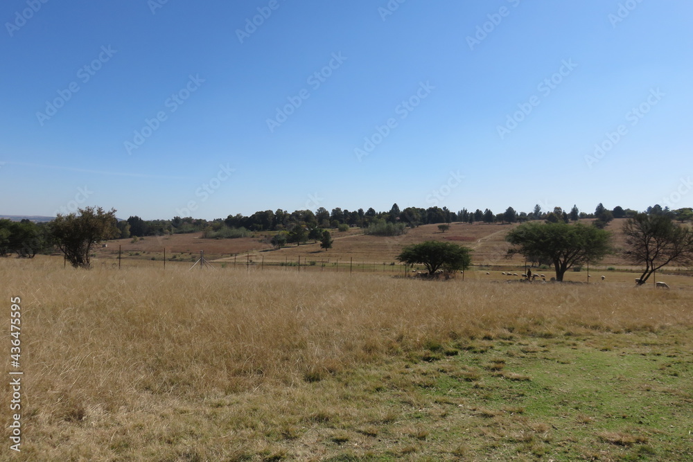 A tranquil scenic farm landscape photograph of dull brown grass fields and a herd of sheep lying in the shade of large trees under a clear blue sky on a hot sunny winter's day in South Africa A tranquil scenic farm landscape photograph of dull brown grass fields and a herd of sheep lying in the shade of large trees under a clear blue sky on a hot sunny winter's day in South Africa