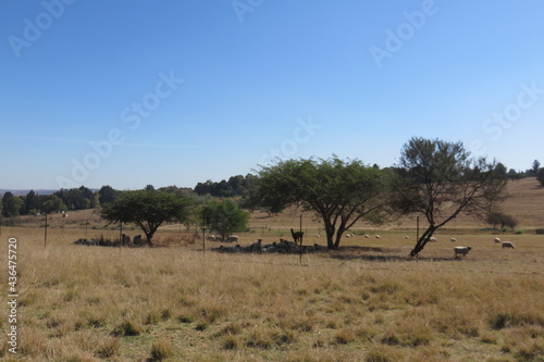 A tranquil scenic farm landscape photograph of dull brown grass fields and a herd of sheep lying in the shade of large trees under a clear blue sky on a hot sunny winter's day in South Africa
