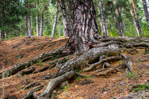 Tree roots