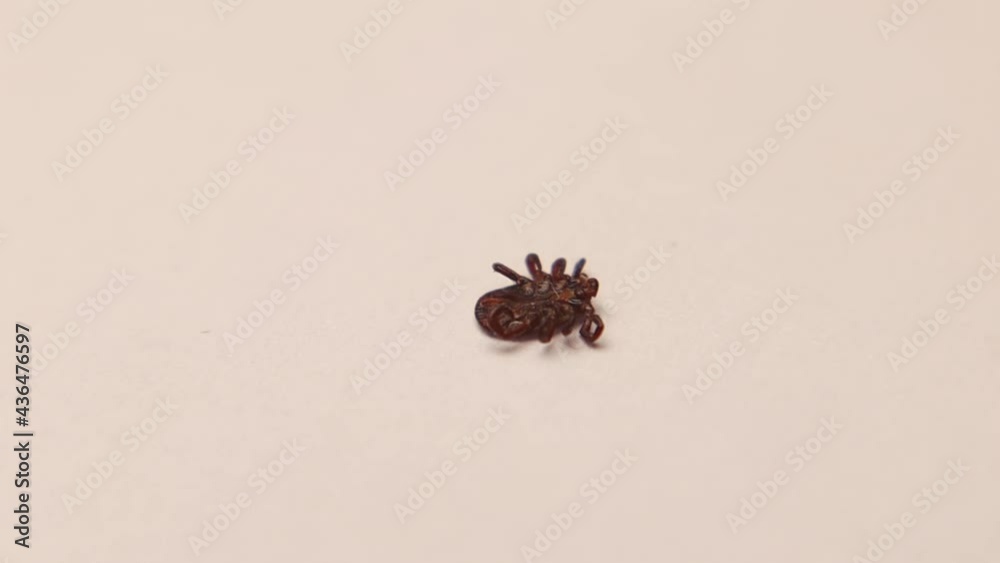 Female tick dying from Permethrin that use against ticks. tick dies