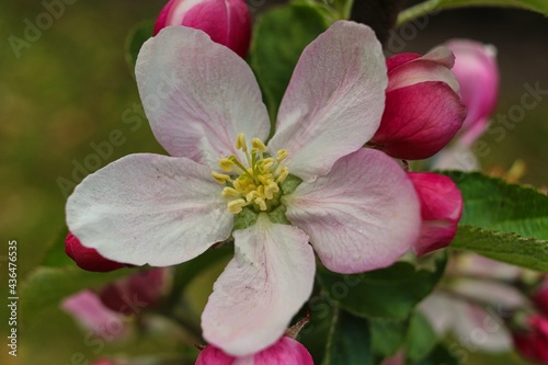 Macro Shot of a blooming plant