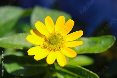 Macro Shot of a blooming plant