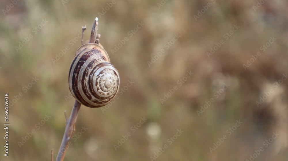The snail crawls on the dried pine tree branch. Snail on a brown background of dried plant and grass The snail crawls on the dried pine tree branch. Snail on a brown background of dried plant and grass