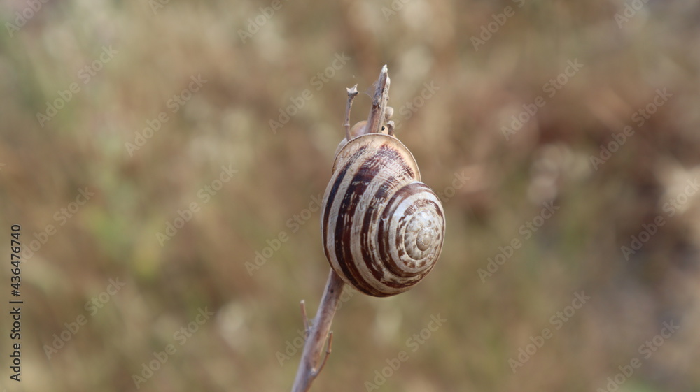 The snail crawls on the dried pine tree branch. Snail on a brown background of dried plant and grass The snail crawls on the dried pine tree branch. Snail on a brown background of dried plant and grass