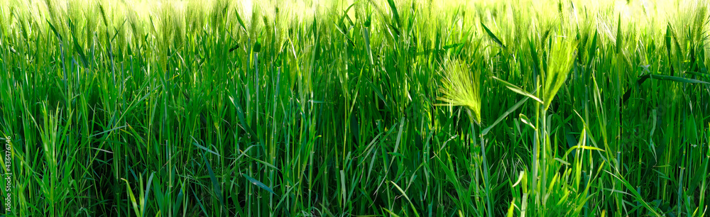 green ripening ears of wheat on the field, concept of future harvest, bread production, agricultural sector of the country's economy, banner green ripening ears of wheat on the field, concept of future harvest, bread production, agricultural sector of the country's economy, banner