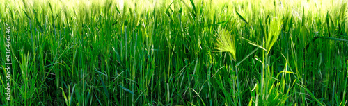 green ripening ears of wheat on the field, concept of future harvest, bread production, agricultural sector of the country's economy, banner