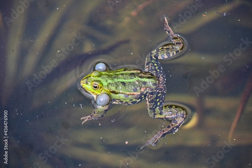 Frog on a small local pond in srping