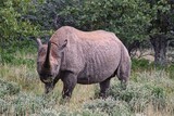 African Black Rhino in Etosha National Park in Namibia in the early morning