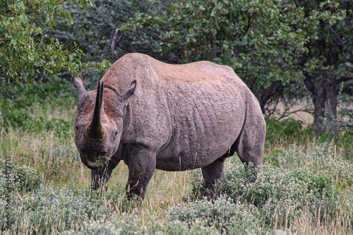 African Black Rhino in Etosha National Park in Namibia in the early morning