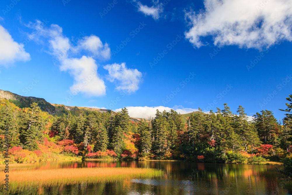 Naklejka premium 大雪山国立公園緑沼の紅葉