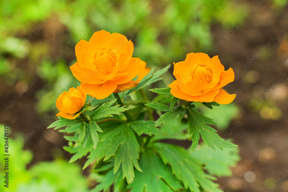 Flowers of an orange swimsuit in the garden. Yellow trollius flower. Wild plant. Trollius is a troll flower Flowers of an orange swimsuit in the garden. Yellow trollius flower. Wild plant. Trollius is a troll flower