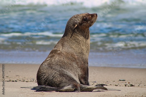 Cape Cross Seal Nature Reserve at Skeleton Coast National Park in Namibia