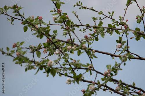 Stocks of Trees and Clovers and Maple Seedlings