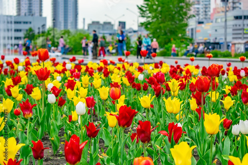 a bright, rich color photo of colorful tulips in a flower bed in a city park against the background of vacationers, walking and relaxing people, families and the landscape of city buildings
