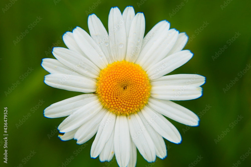 Fototapeta premium Margeriten Blüte