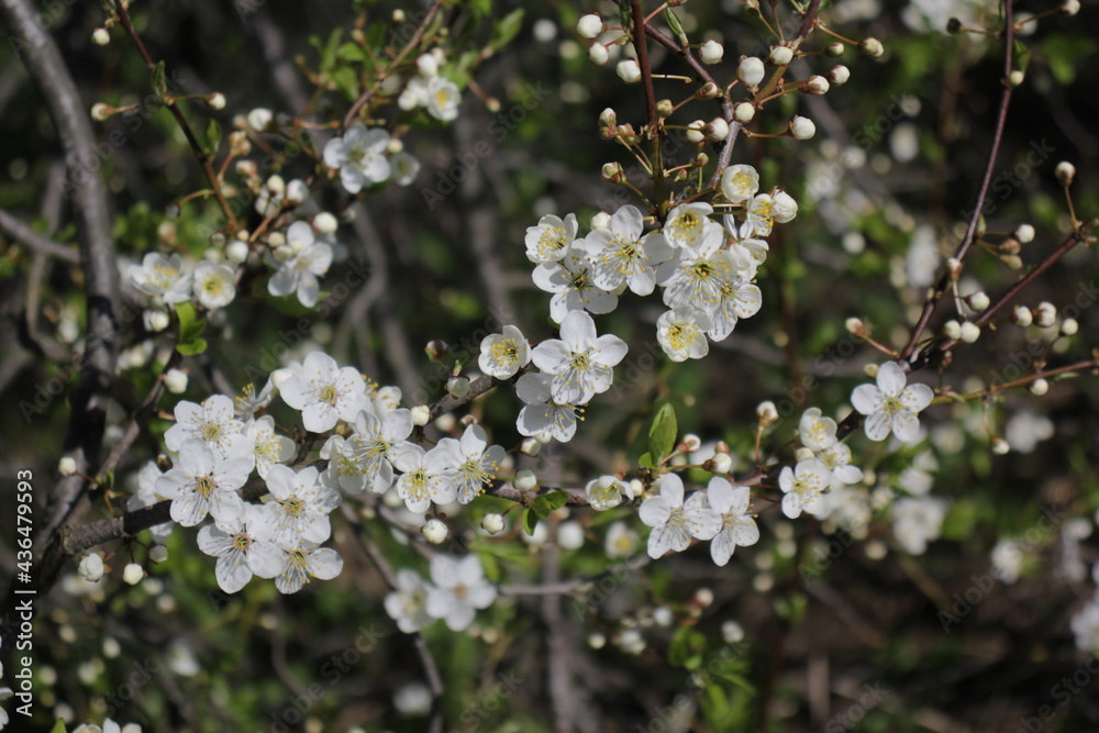 cherry plum blossom. Prunus cerasifera. Branch of a tree with flowers. Spring. Blooming tree. beauty is in the details