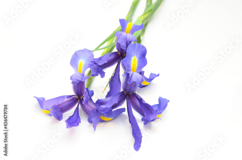 a bouquet of irises on a white background