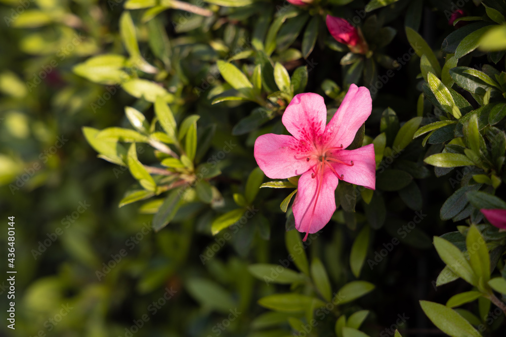 ピンクの花 ピンクの花