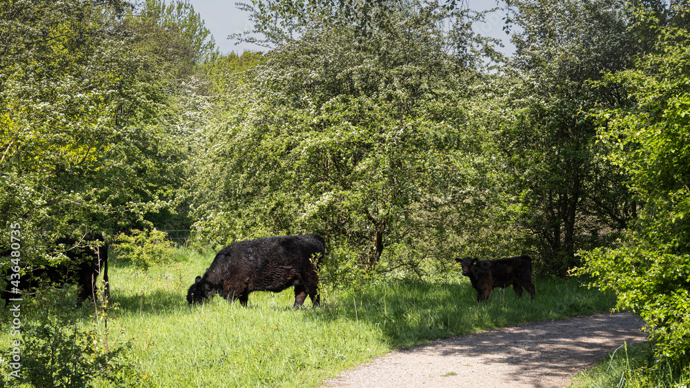 Höltigbaum Nature Reserve - Galloways in the forest Höltigbaum Nature Reserve - Galloways in the forest