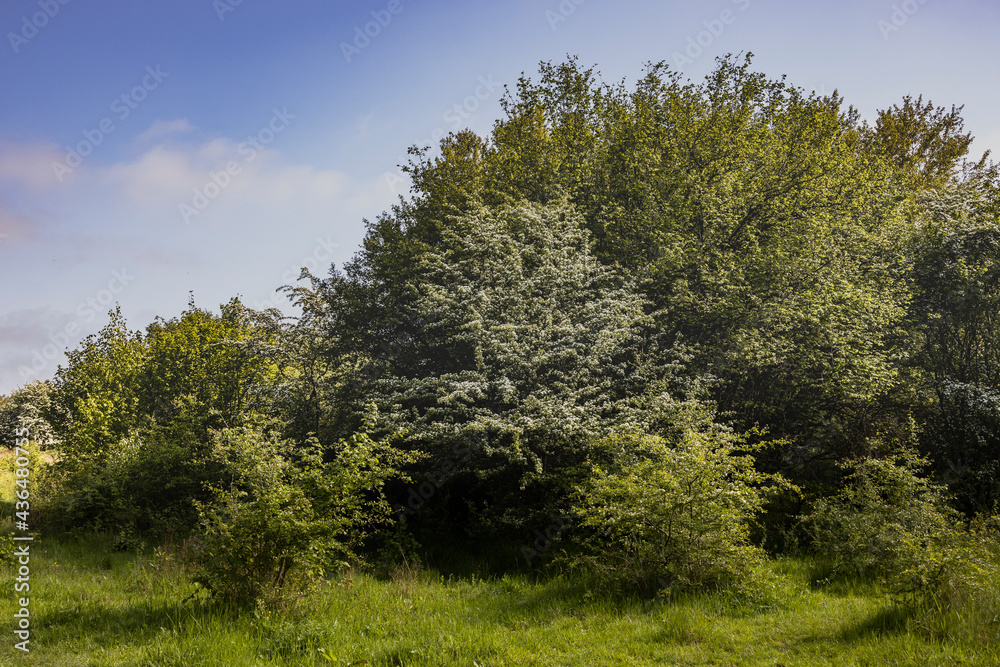 Obraz premium Höltigbaum Nature Reserve - the Gallo Way