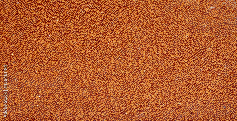 Fototapeta premium Background from the seeds of Camelina sativa. Raw materials for the manufacture of camellina oil. Oilseed crops. View of the embankment from above.