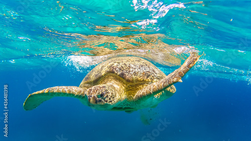 Sea turtle swim in Red sea  Abu Dabbab beach  Marsa Alam  Egypt