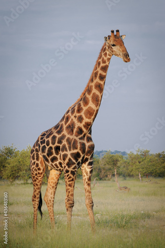 Photography Giraffe bull