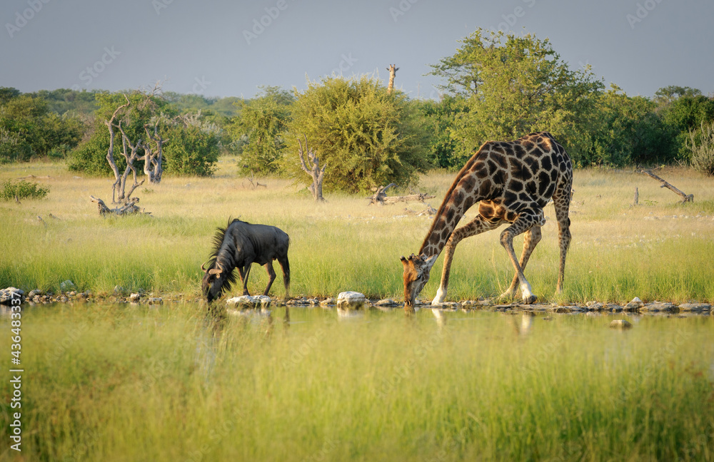 Fototapeta premium Waterhole scene in Etosha National Park
