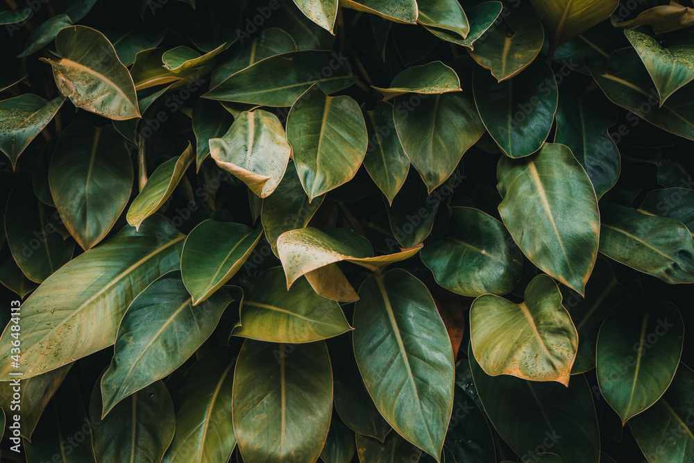 Obraz premium tropical leaves, abstract green leaves texture, nature background