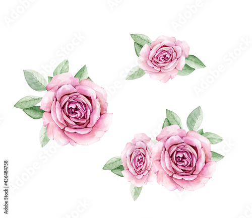 botanical set with watercolor roses isolated on white background  hand painted for design and greeting cards