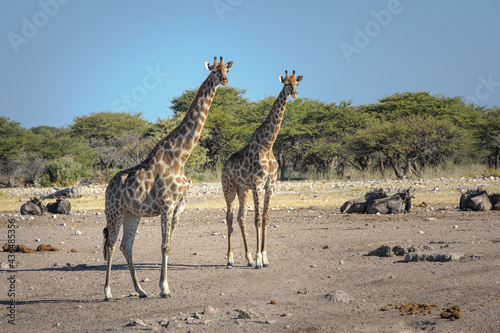 Sticker Giraffes and blue wildebeests at a waterhole