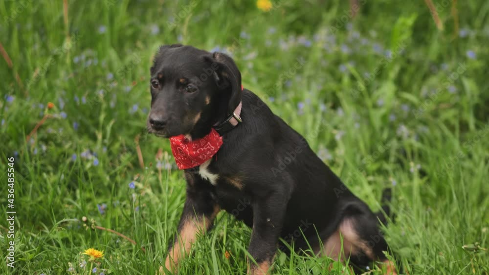 A young black dog in the grass on a summer day. A young black dog in the grass on a summer day.