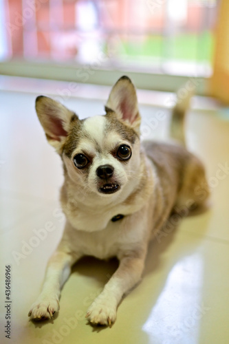 The dog is looking at the owner to see what to eat.