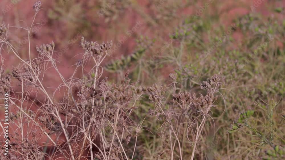 Dry cumin cultivation and plants,most popular cumin seeds plant in