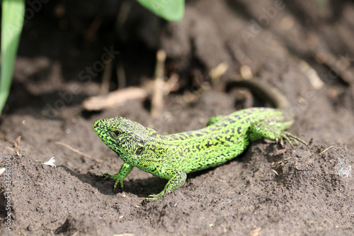 Full length green sand lizard (Lacerta agilis Linnaeus). Selective focus.