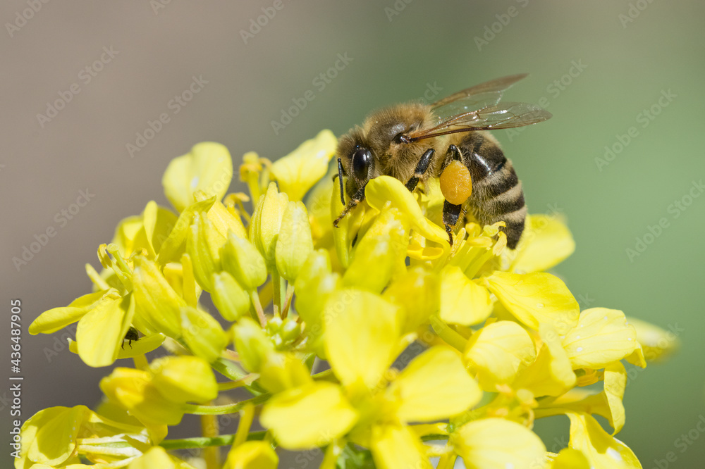 Honigbiene auf Senfblüte Honigbiene auf Senfblüte